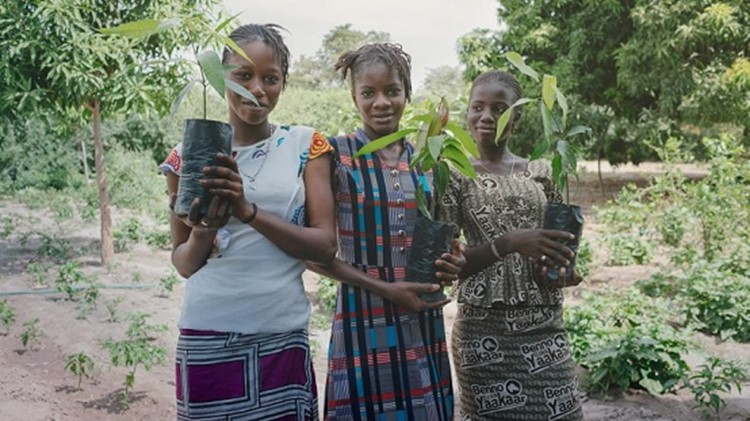 Plant trees when you search the web